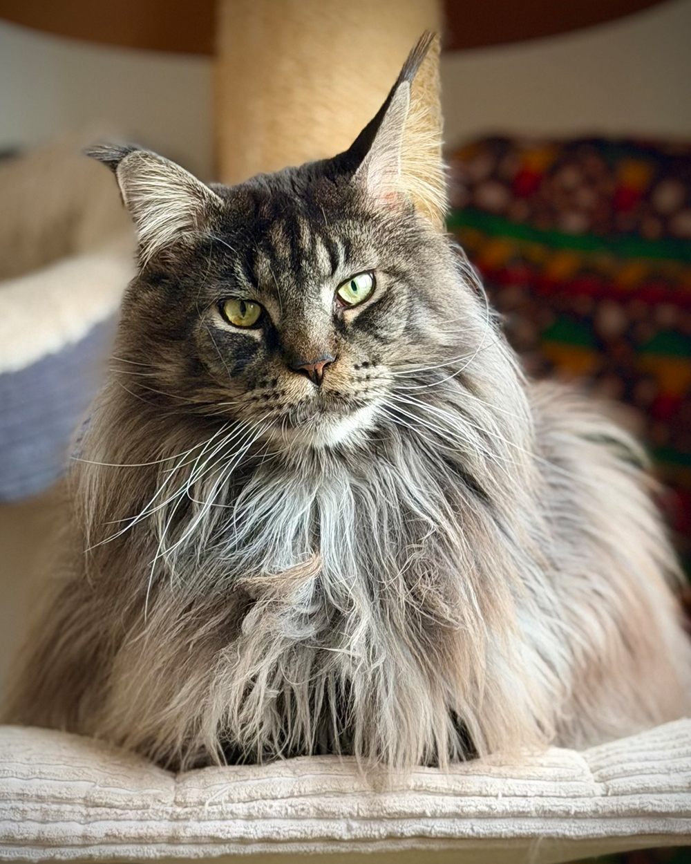 Pixel, a grey Maine Coon and co-host of the Crafty Cat Play Planner