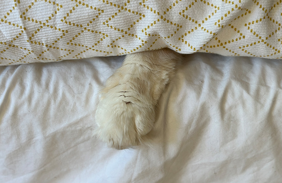 Taiko's paw peeking out from beneath the bedcovers