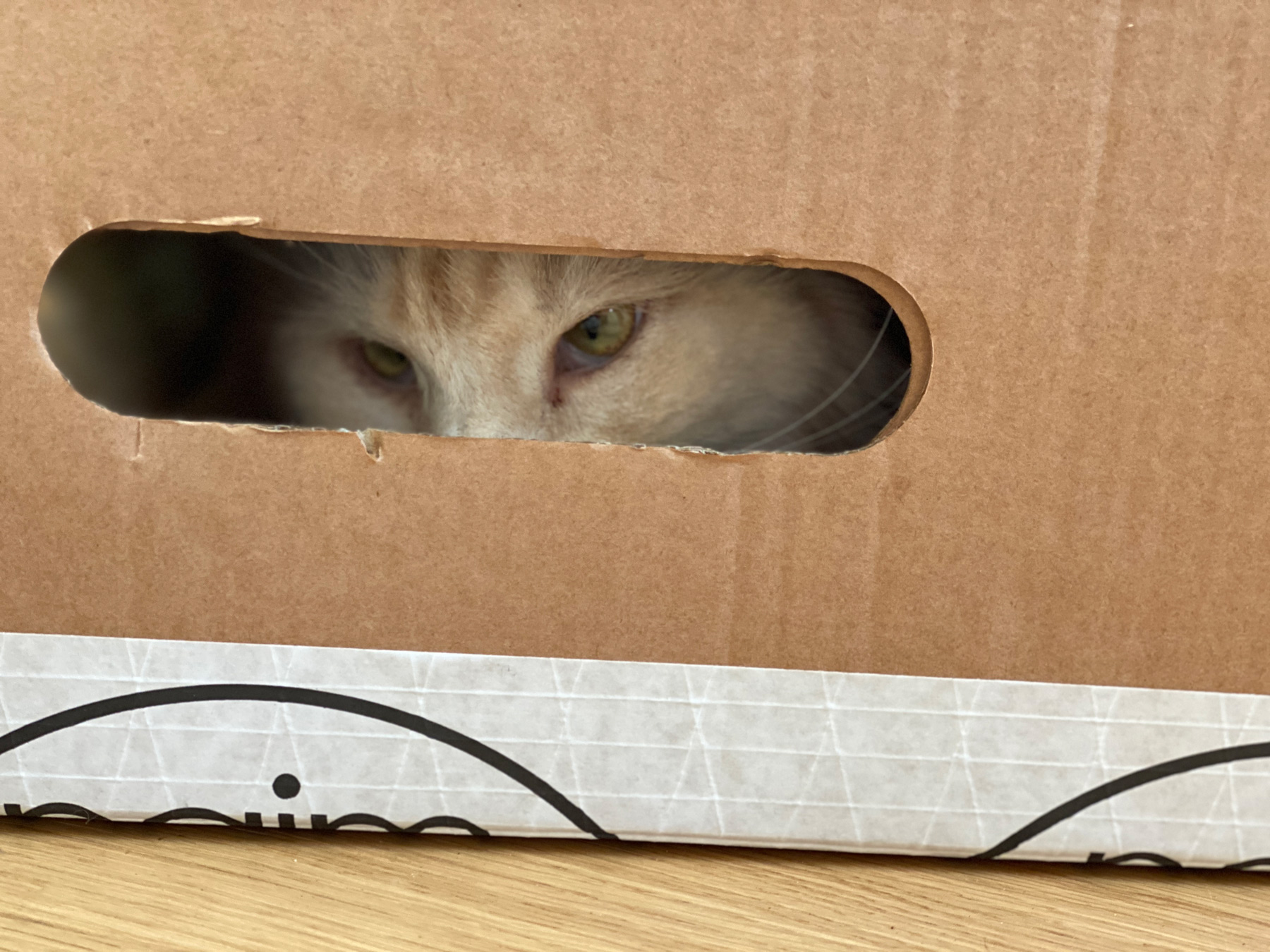 A pale cat peering through the handle opening of a cardboard box