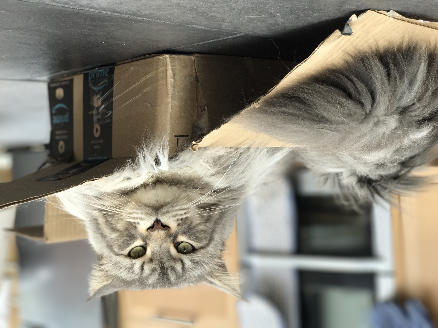 A grey Maine Coon cat relaxing in a cardboard box