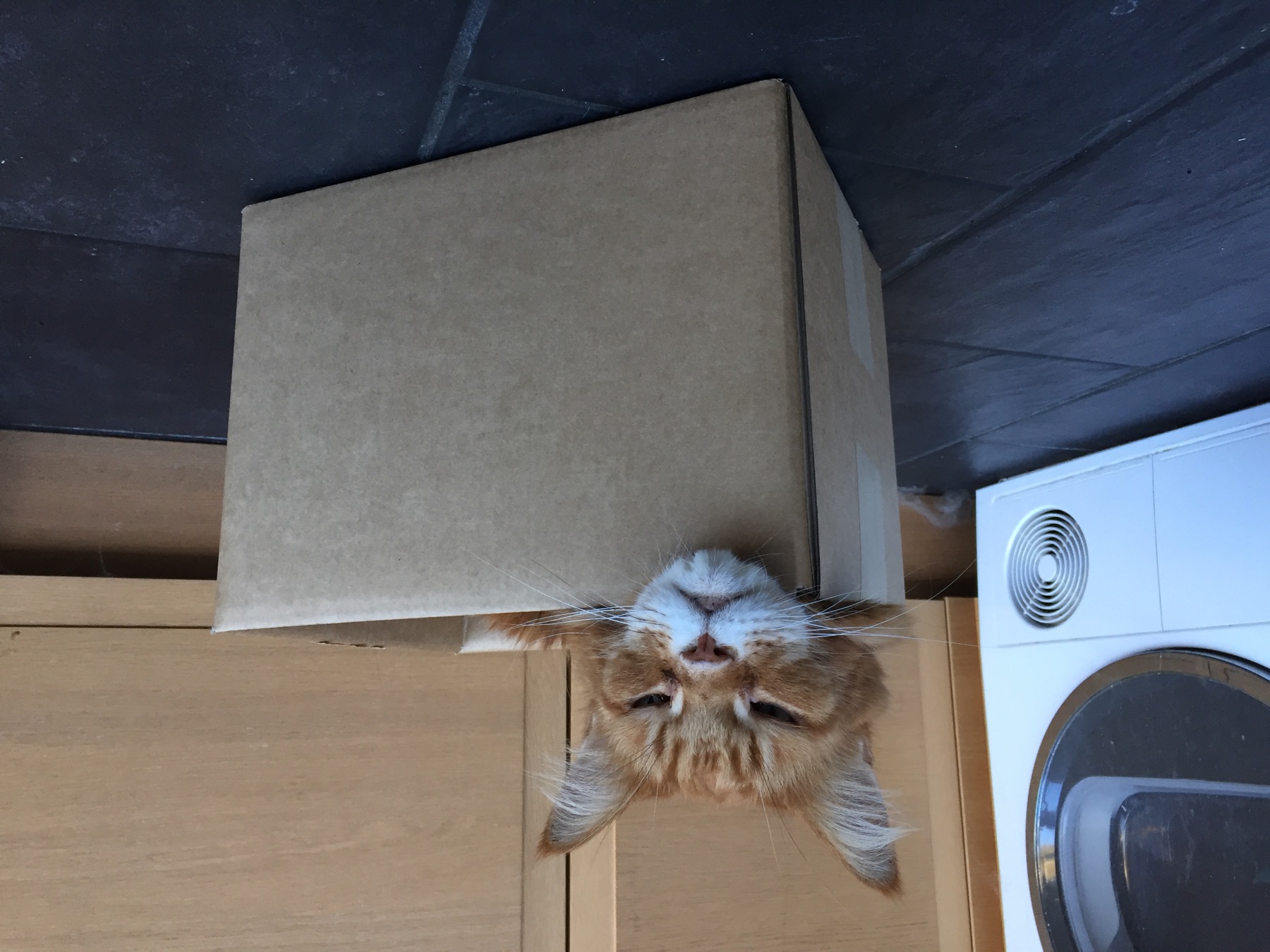 A large ginger Maine Coon cat sitting in a small cardboard box