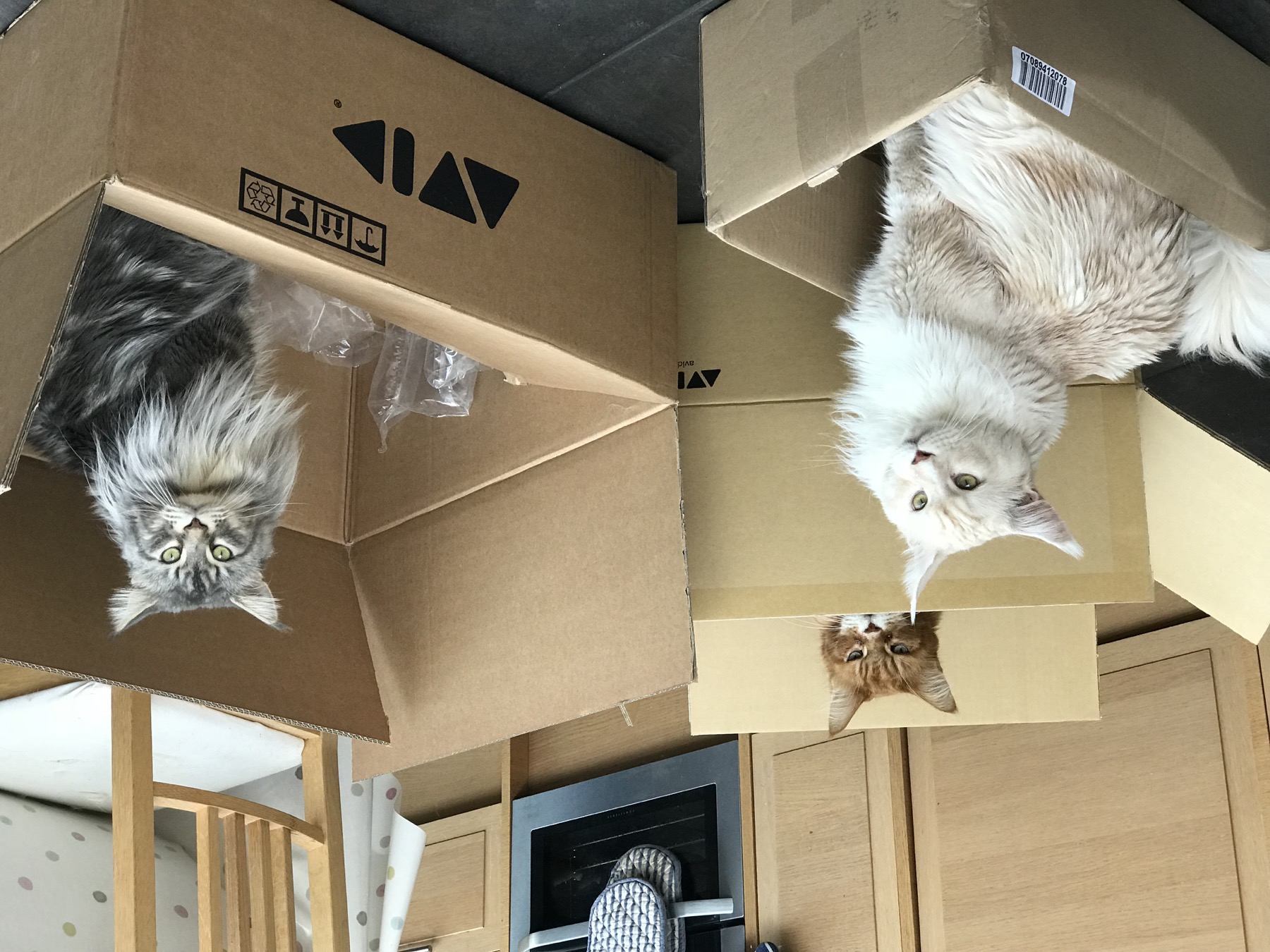 Three Maine Coon cats each sitting in a different cardboard box