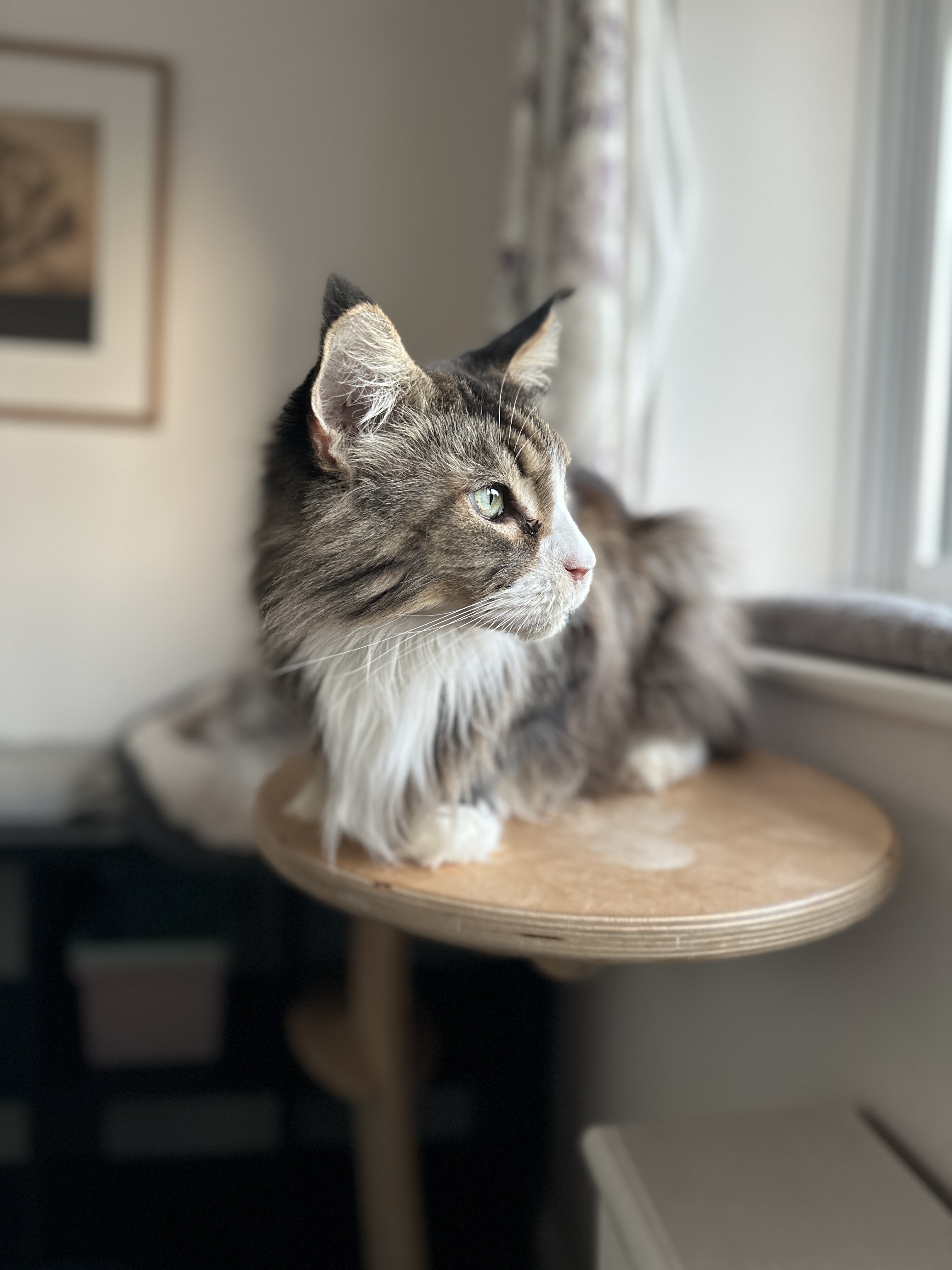 A cat sitting on a round perch beside a window