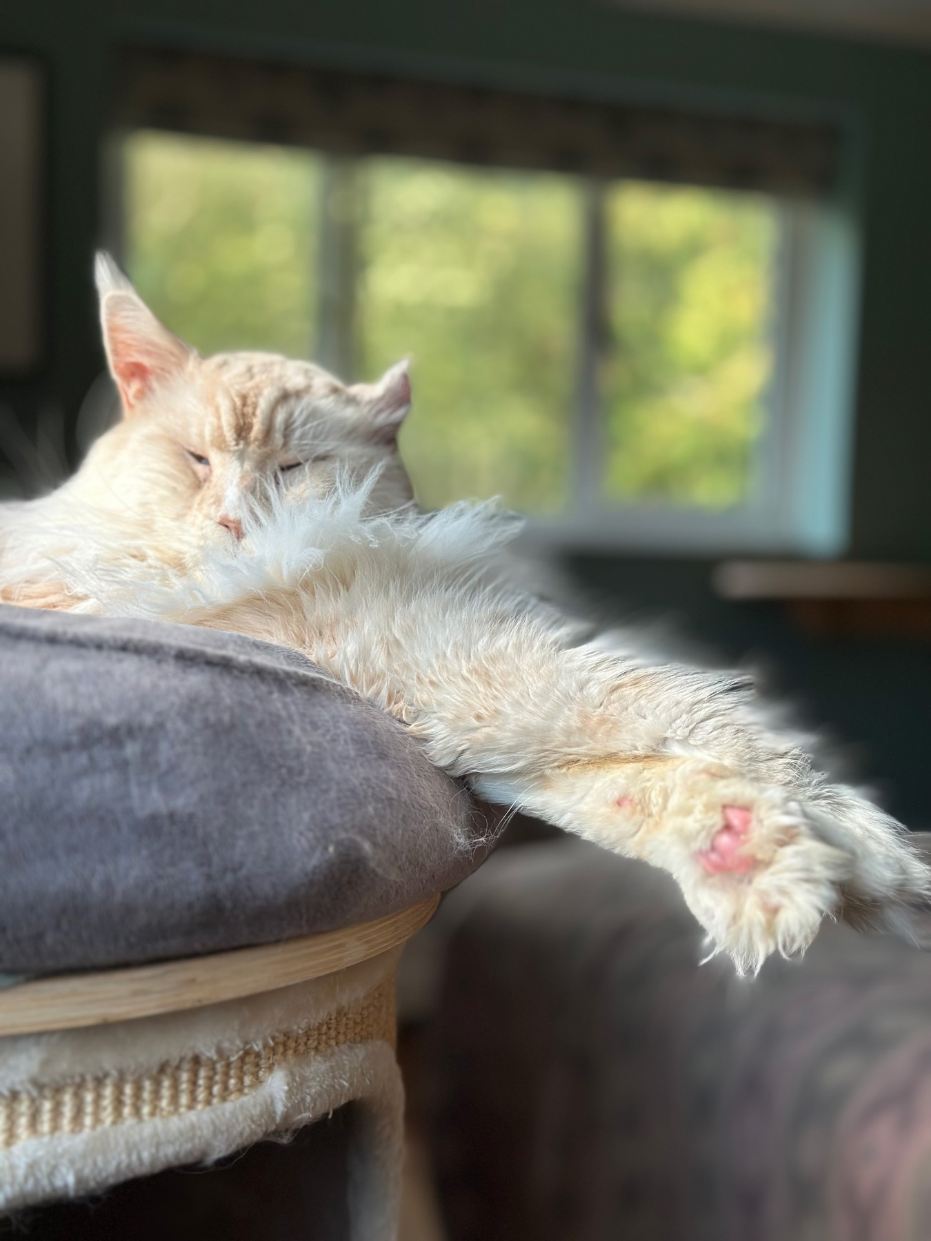 A pale cat resting contentedly in a patch of sunlight near a window