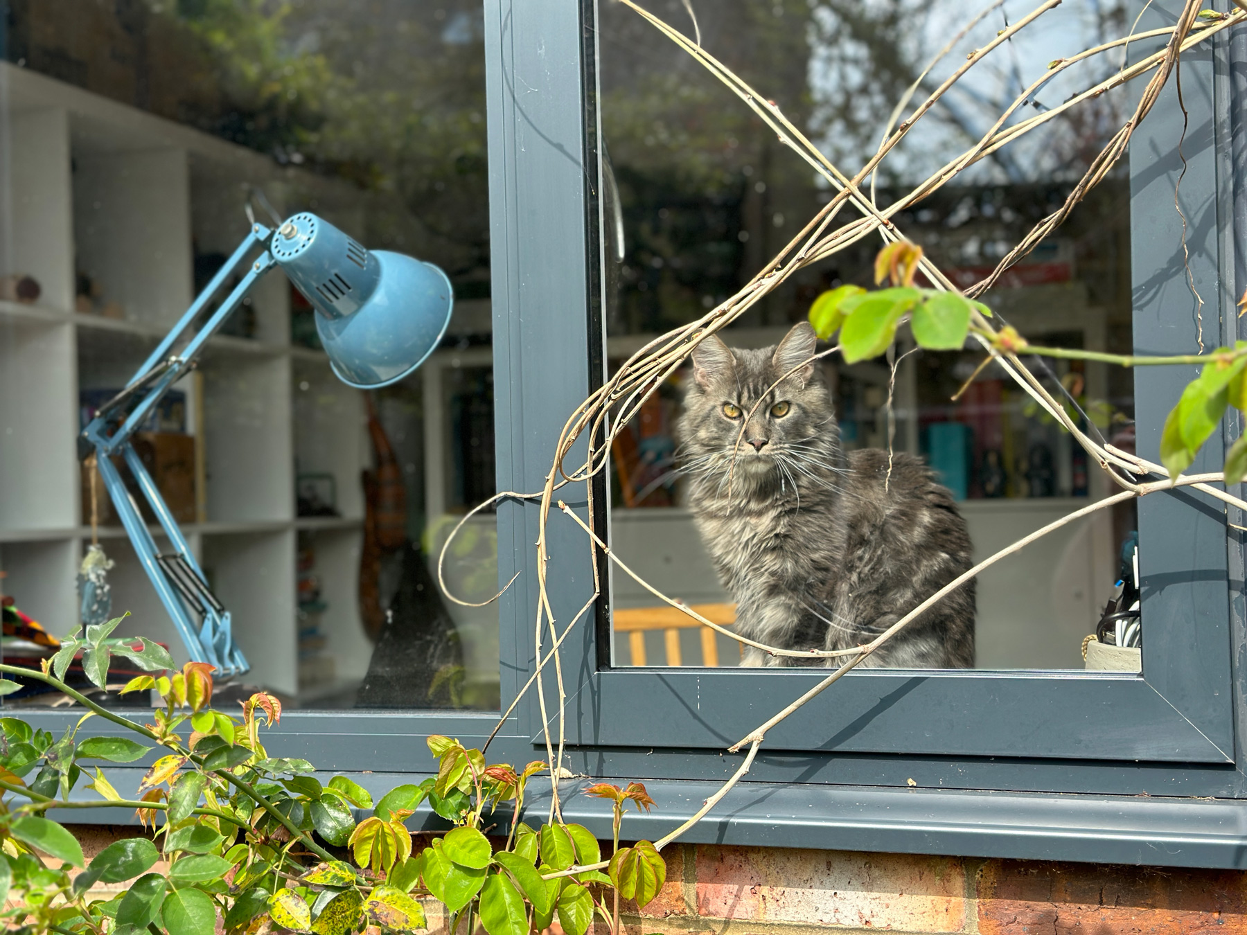 A grey Maine Coon cat seen through a garden window