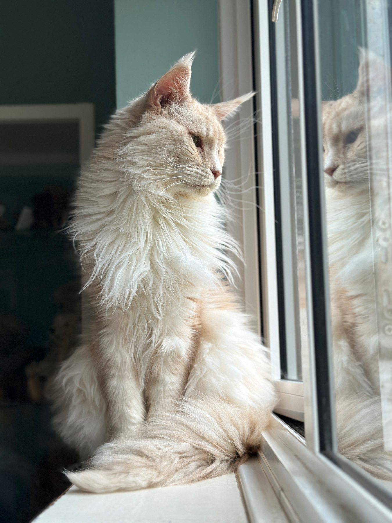 A pale Maine Coon cat sitting comfortably on a window sill