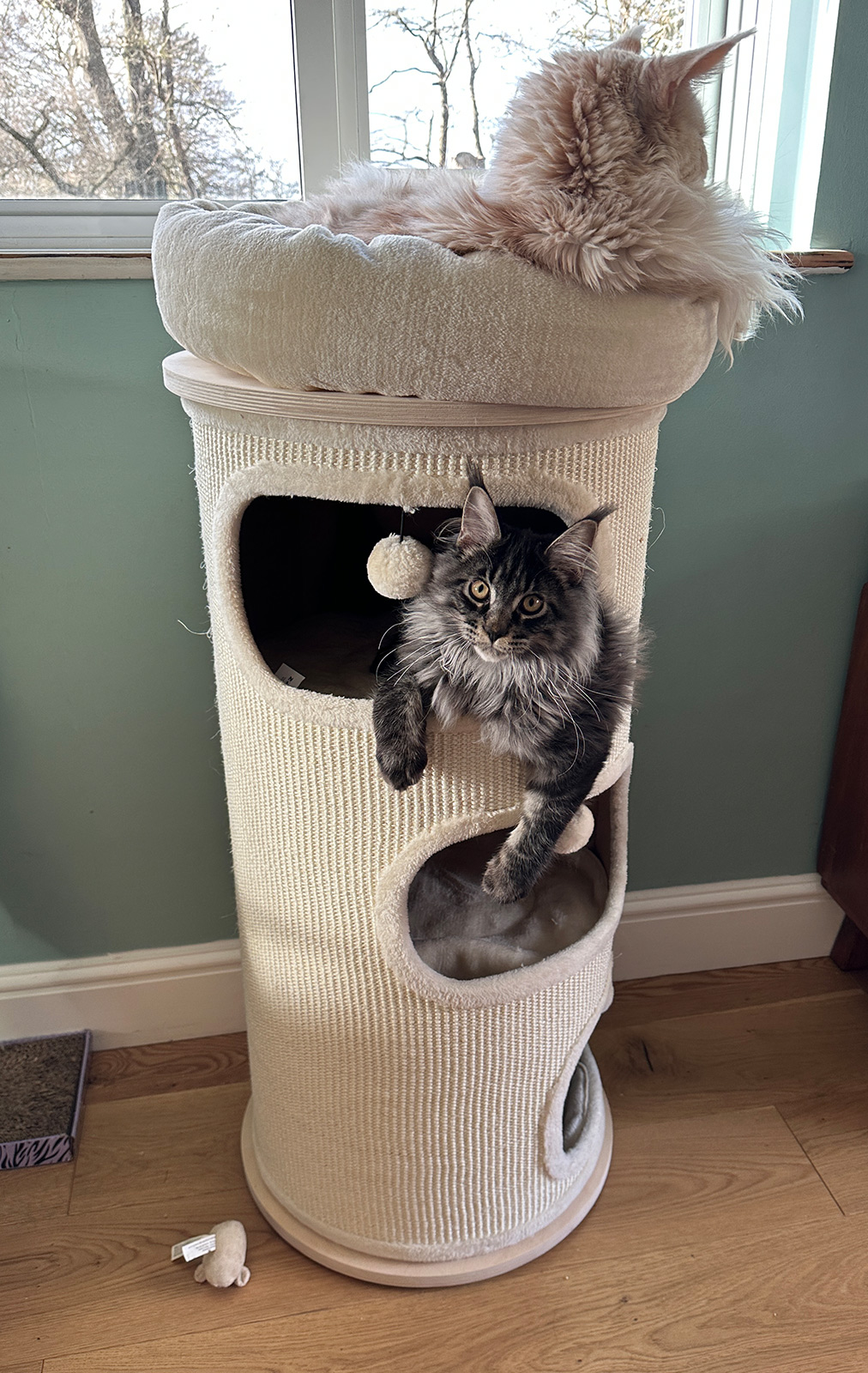 A tall cat tree positioned beside a window with two cats using it