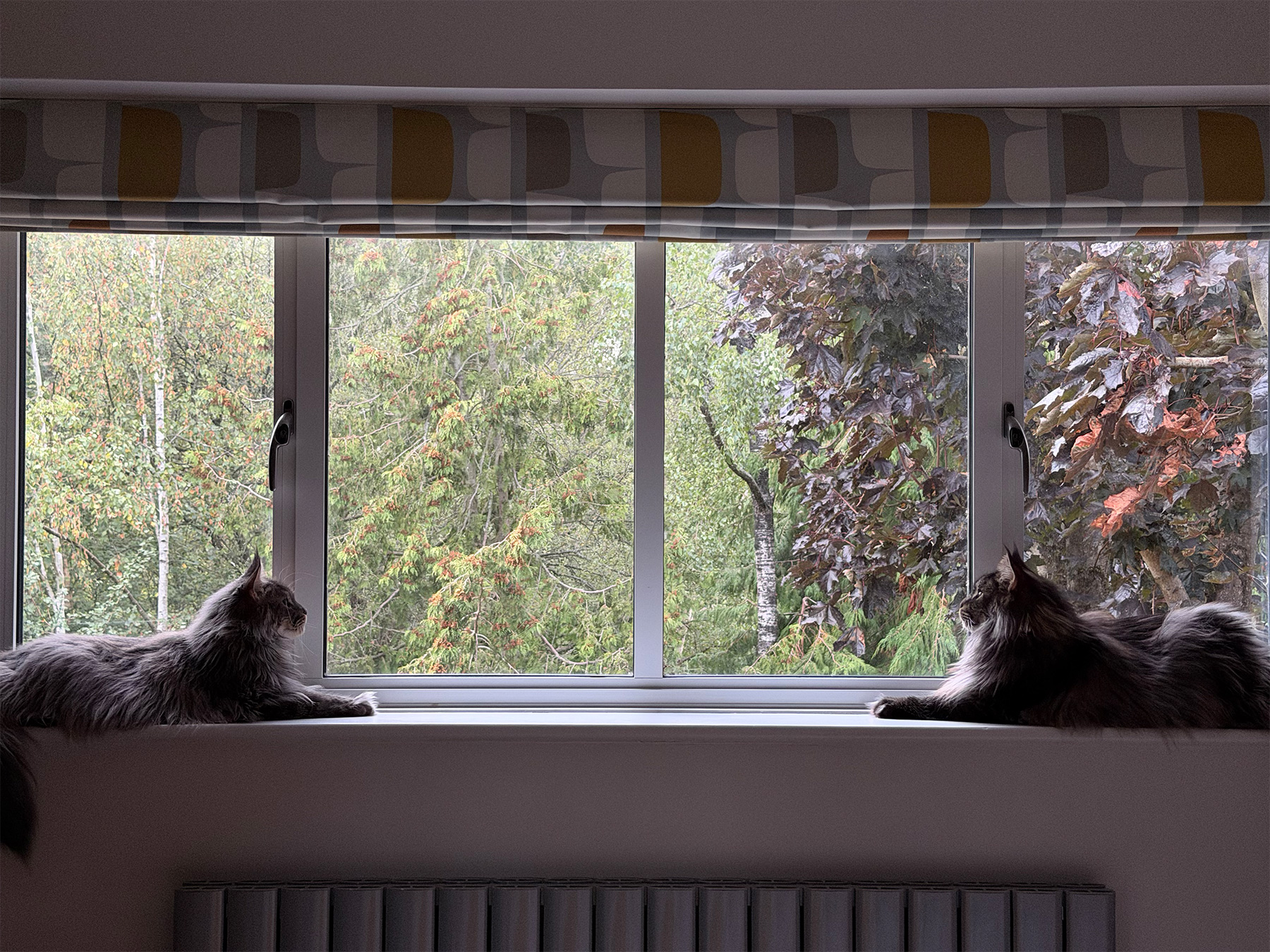 Two cats sharing a wide window sill