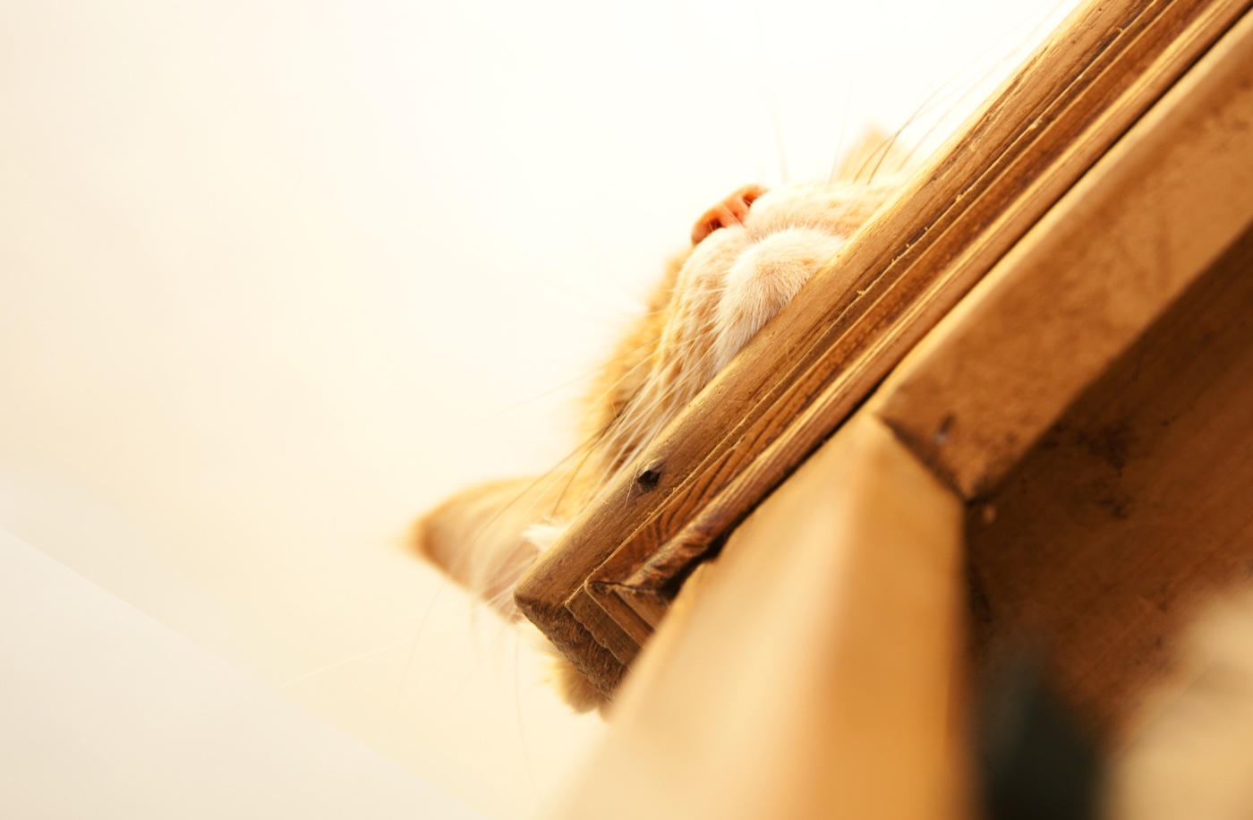 Chilli asleep on top of a wooden bookshelf