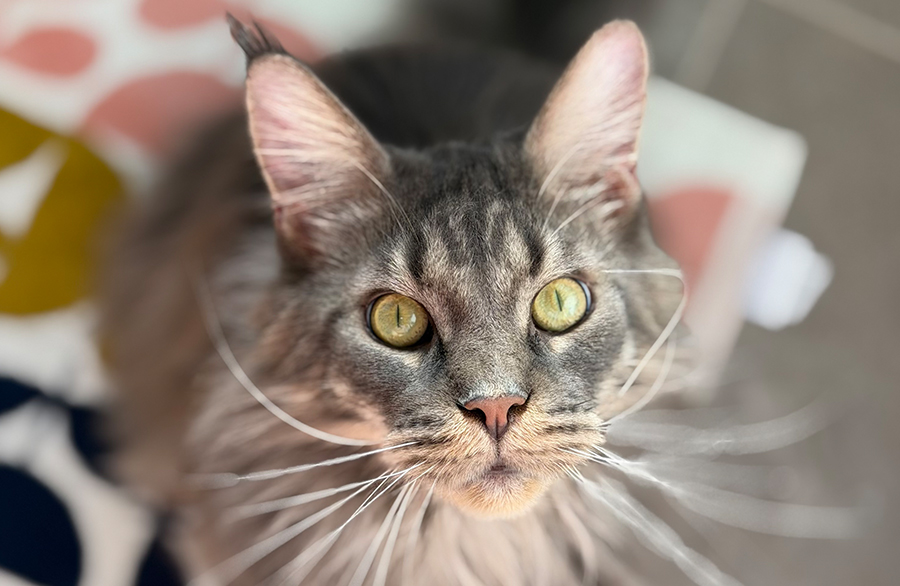Shae, a grey Maine Coon