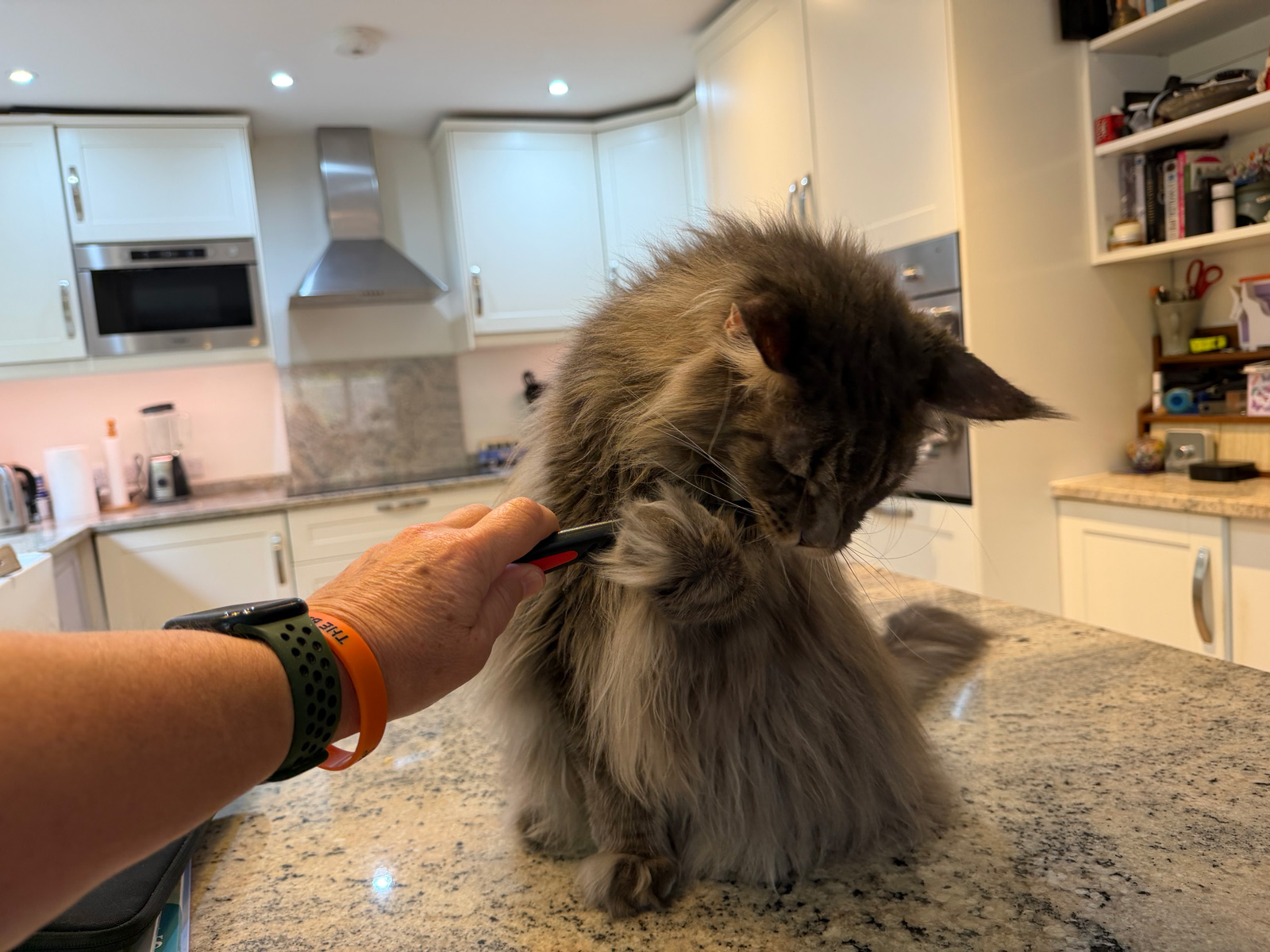 A grey Maine Coon holding and chewing the Ferplast GRO 5878 during grooming