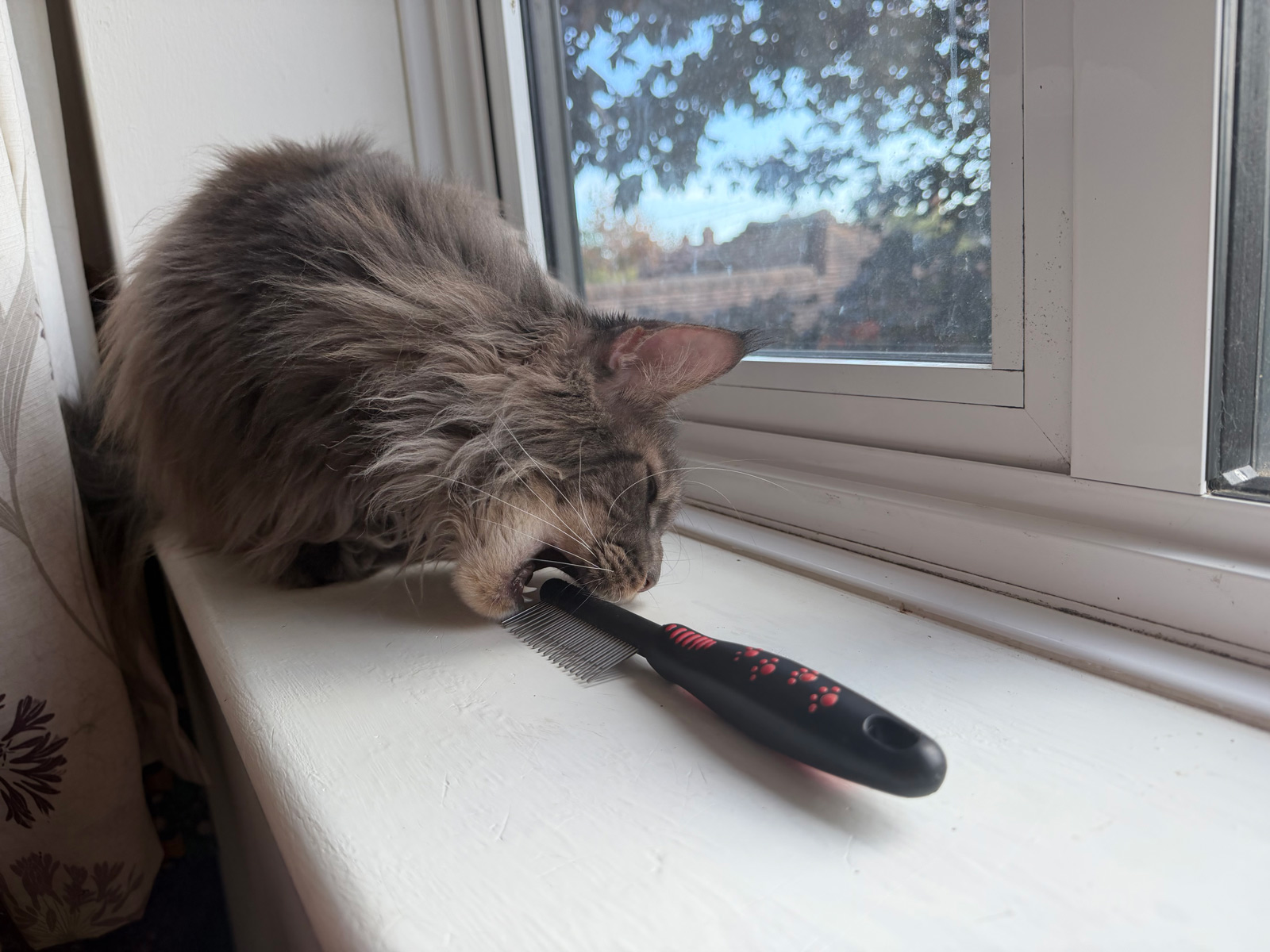 Shae, a long-haired grey Maine Coon, biting her moulting comb