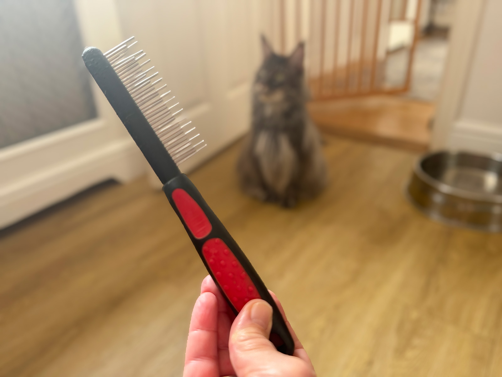 A moulting comb held in the foreground while Shae watches suspiciously from a safe distance