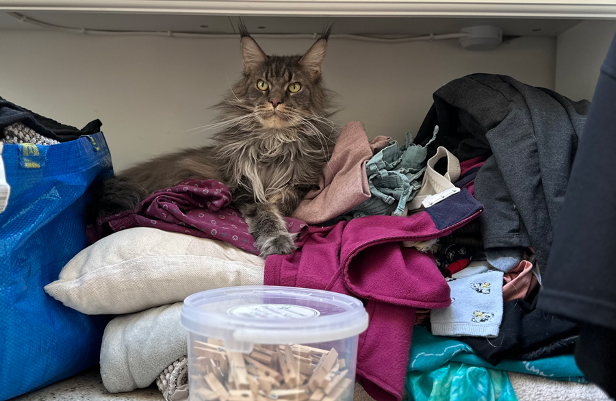 Shae sitting proudly among a pile of freshly washed clothes