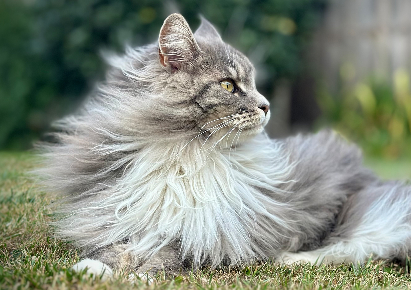 A long-haired grey Maine Coon resting on the grass and watching the garden