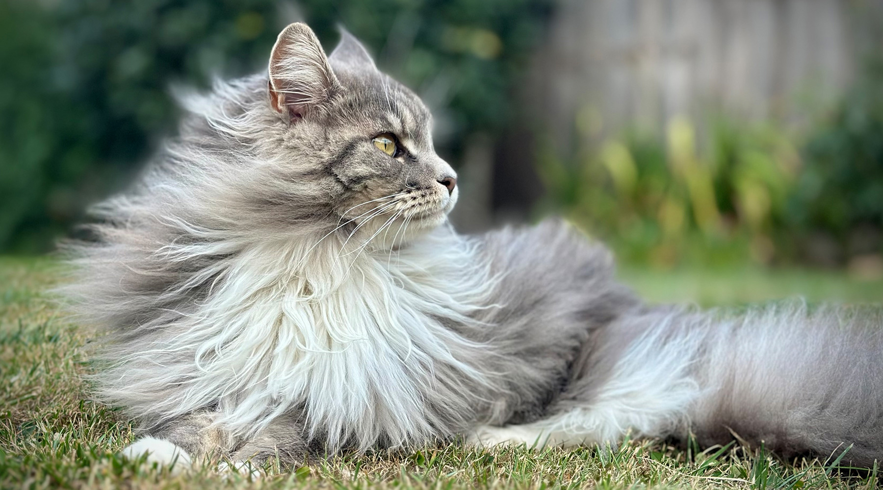 A long-haired grey Maine Coon resting on the grass and watching the garden
