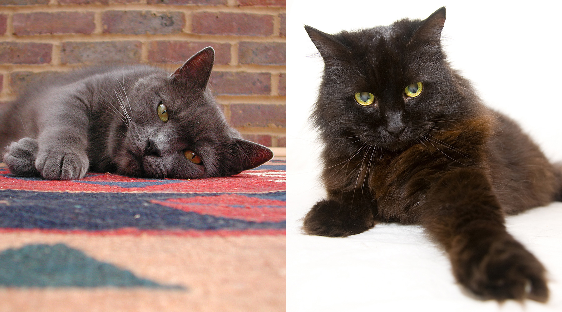 Calvin and Hobbes, the kittens who inspired Crafty Cat