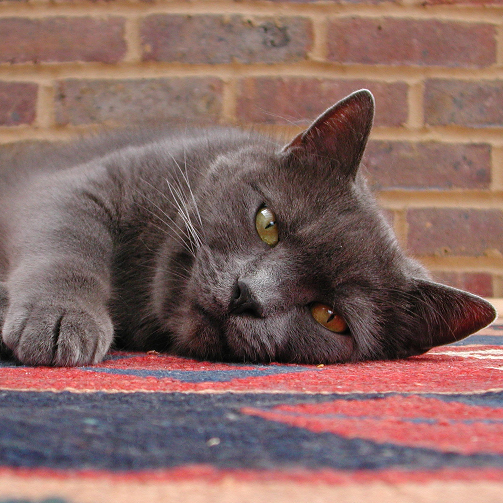 Hobbes, the grey cat who helped inspire Crafty Cat