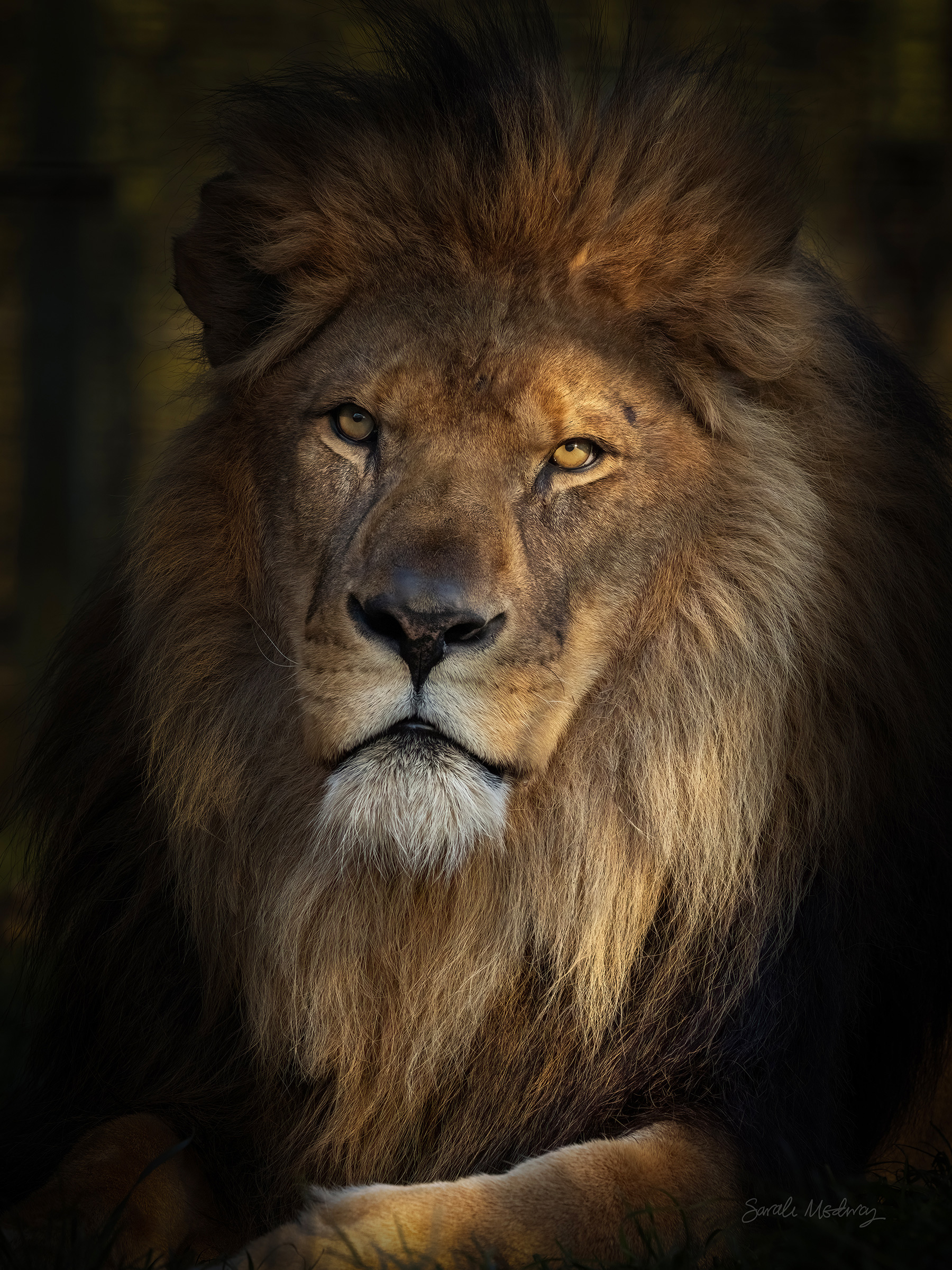 Kasanga African Lion at The Big Cat Sanctuary