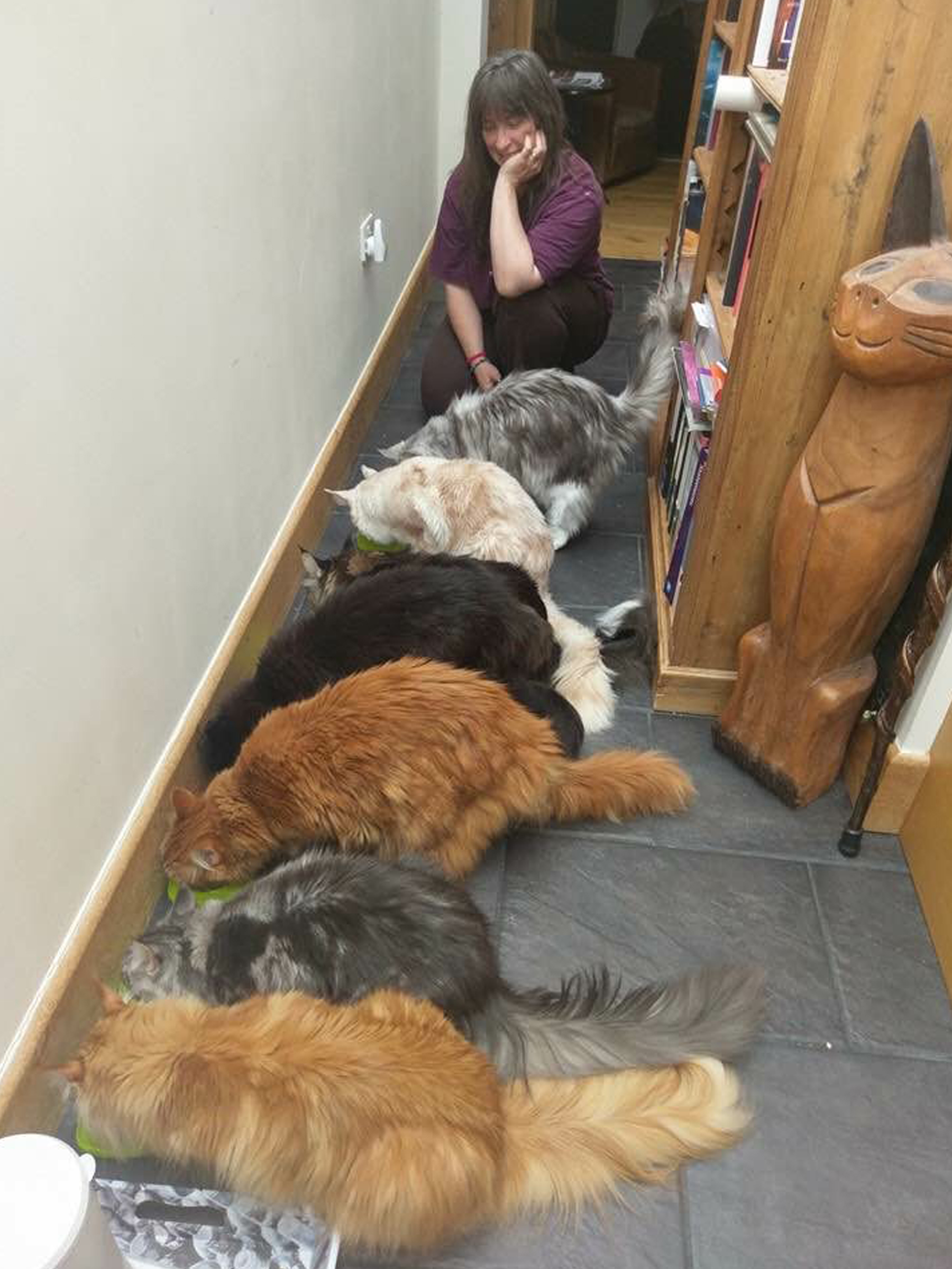 feeding time with our seven maine coon cats