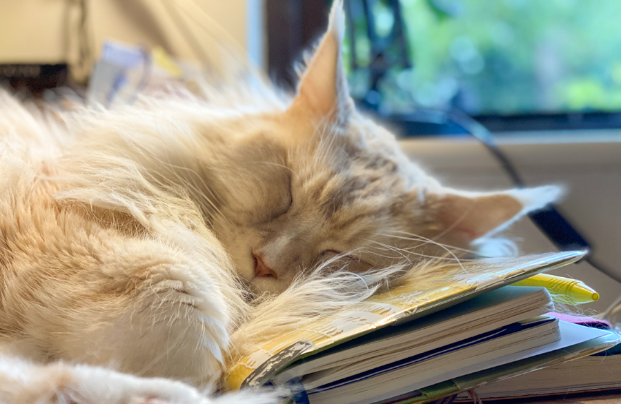 Taiko asleep across a pile of notebooks