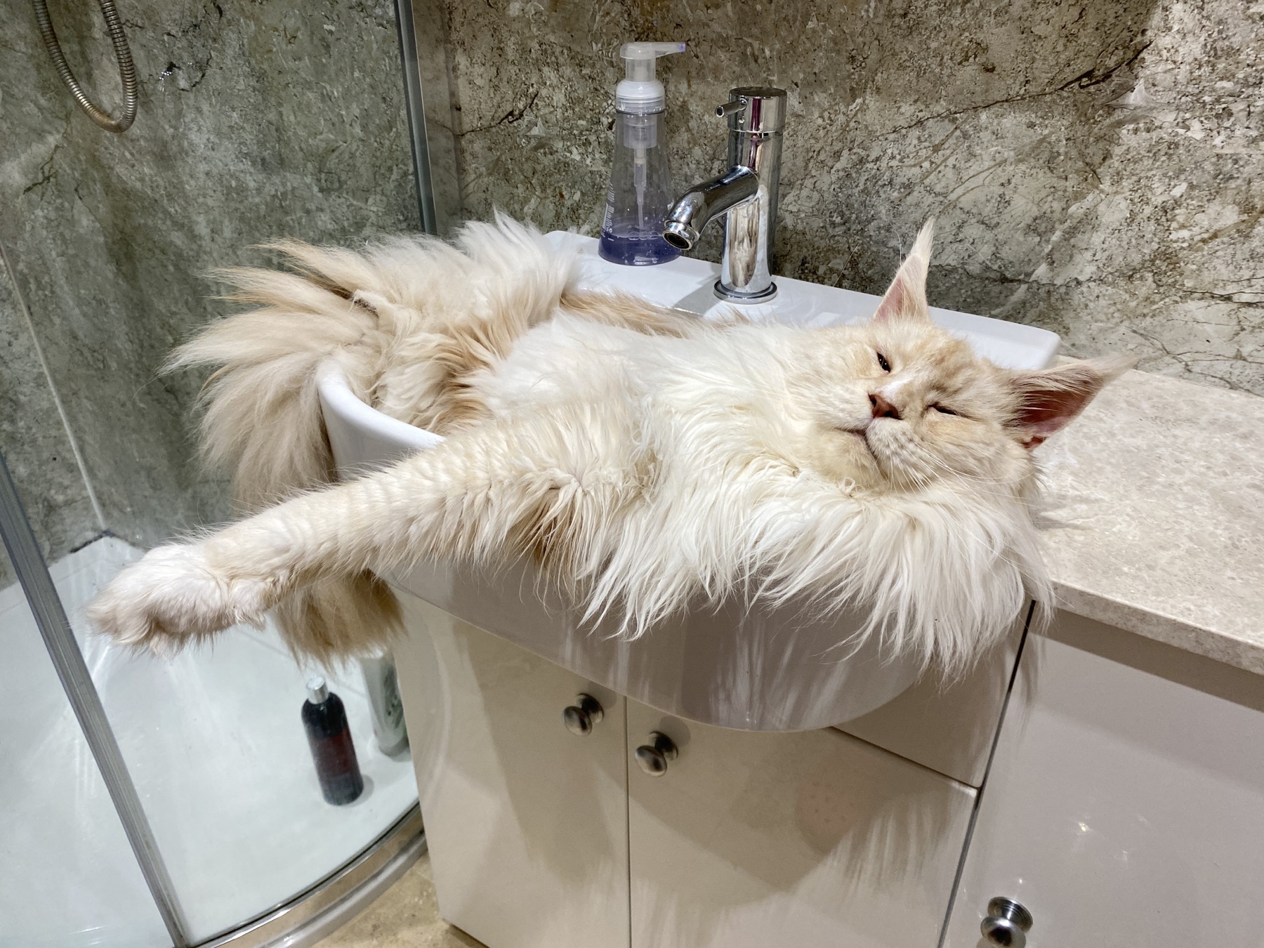 Taiko stretched contentedly across a bathroom basin