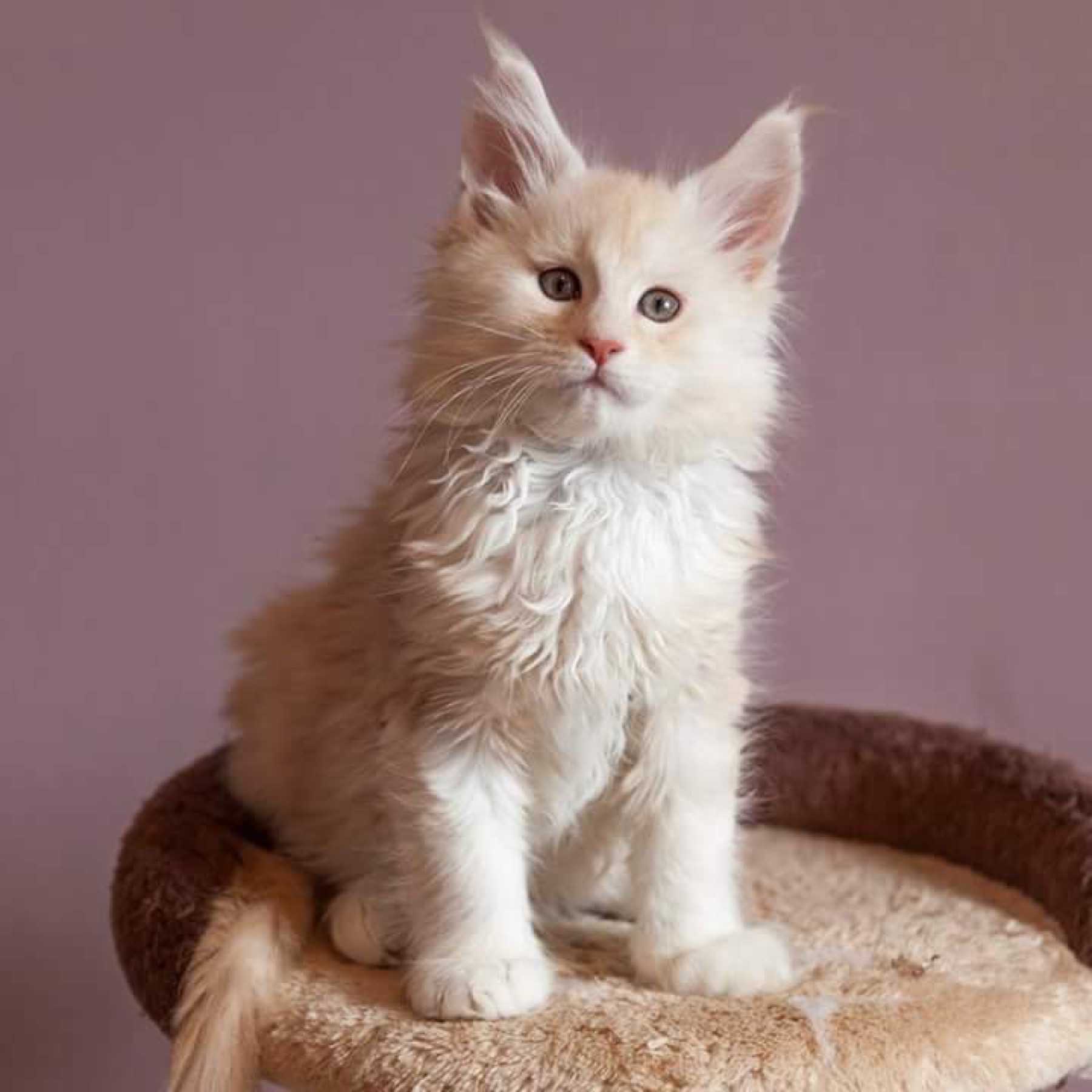 Taiko as a pale silver-cream Maine Coon kitten
