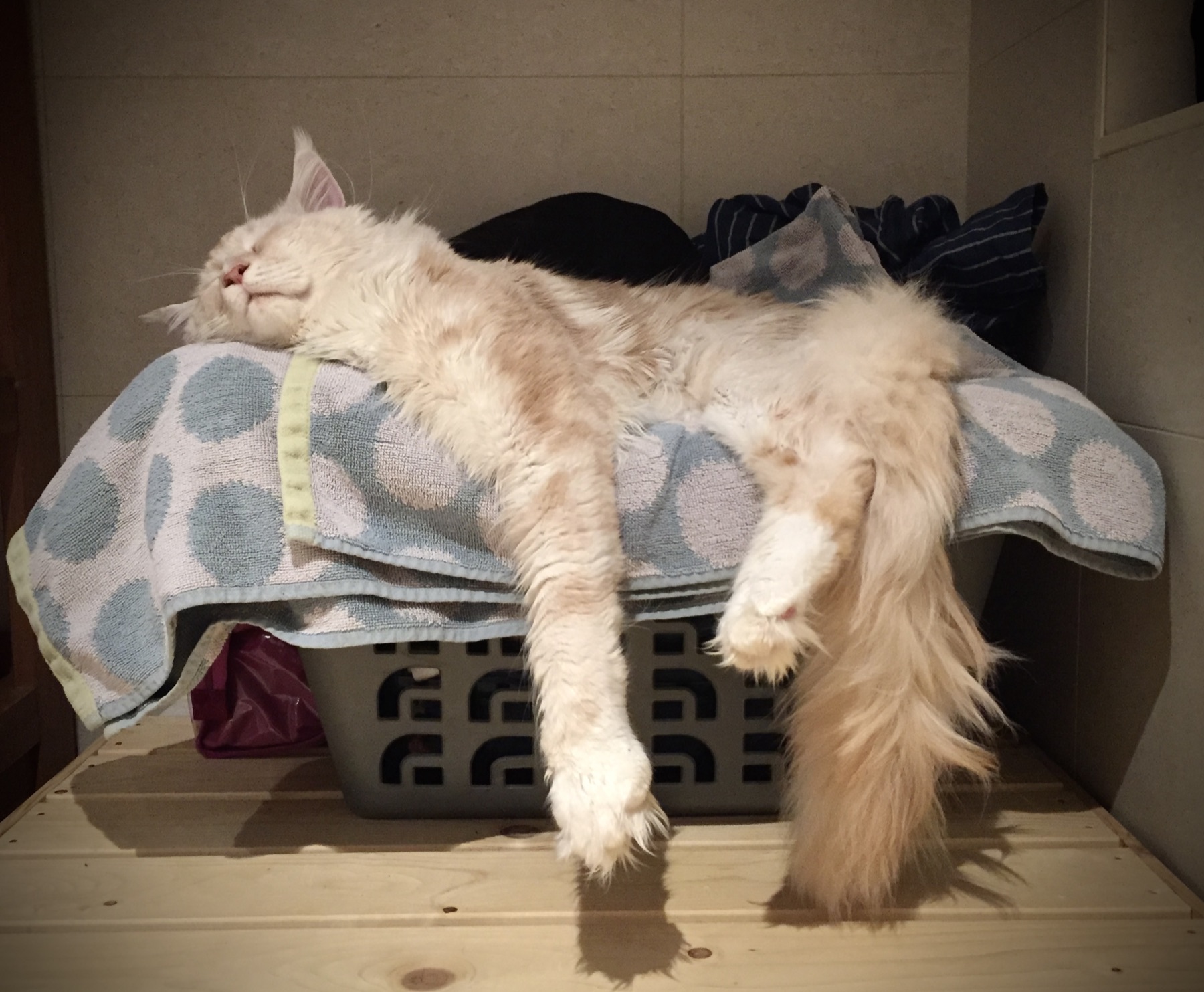 Taiko deeply asleep across a laundry basket