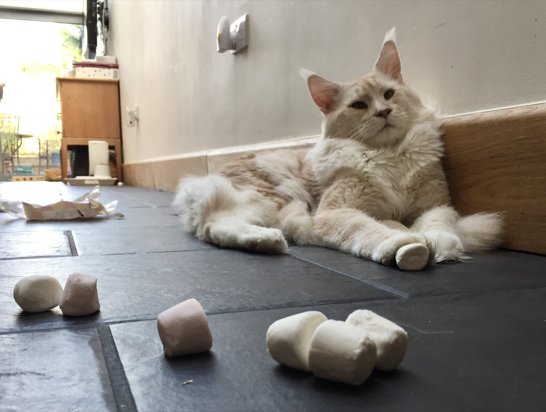 Taiko reclining on the kitchen floor surrounded by marshmallows