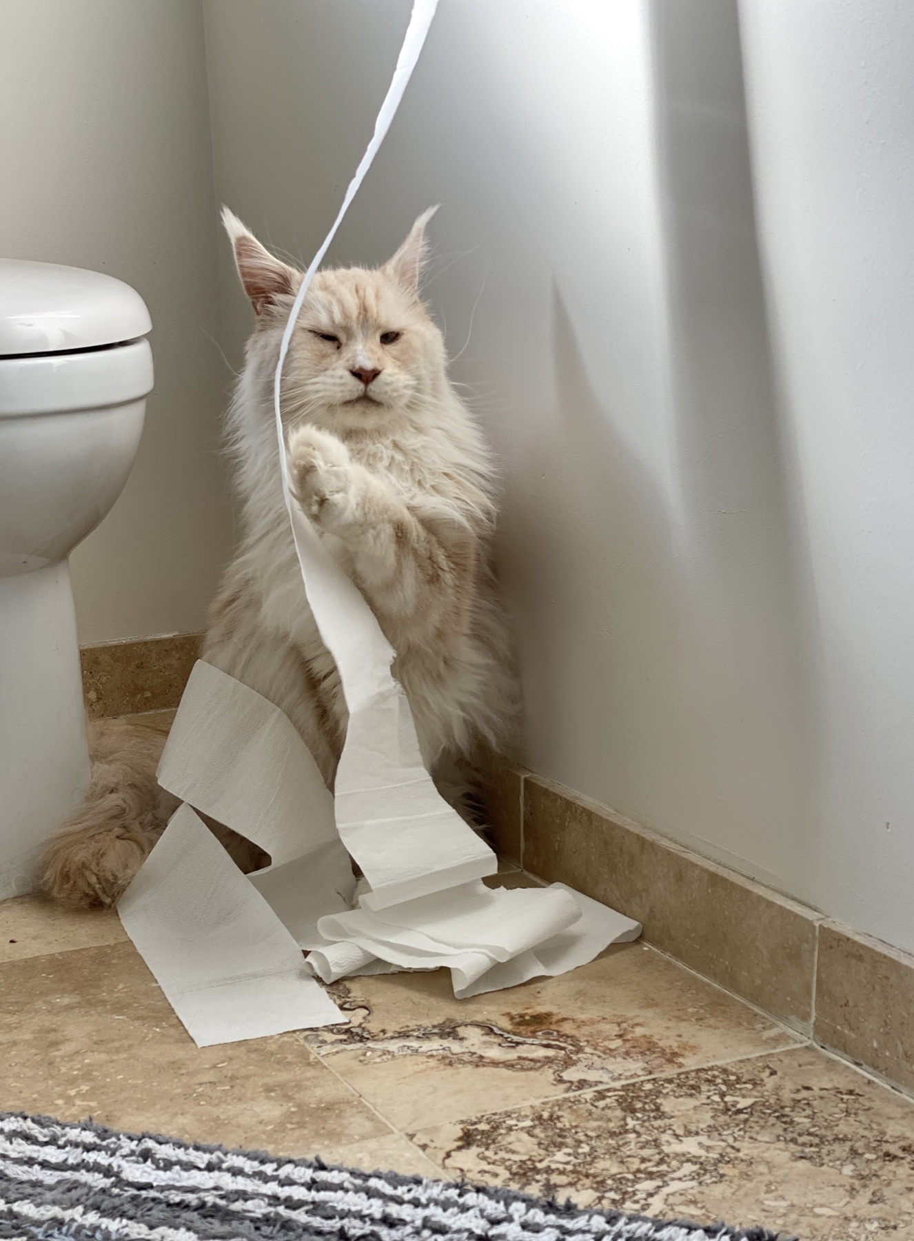 Taiko sitting beside a long trail of unravelled toilet paper