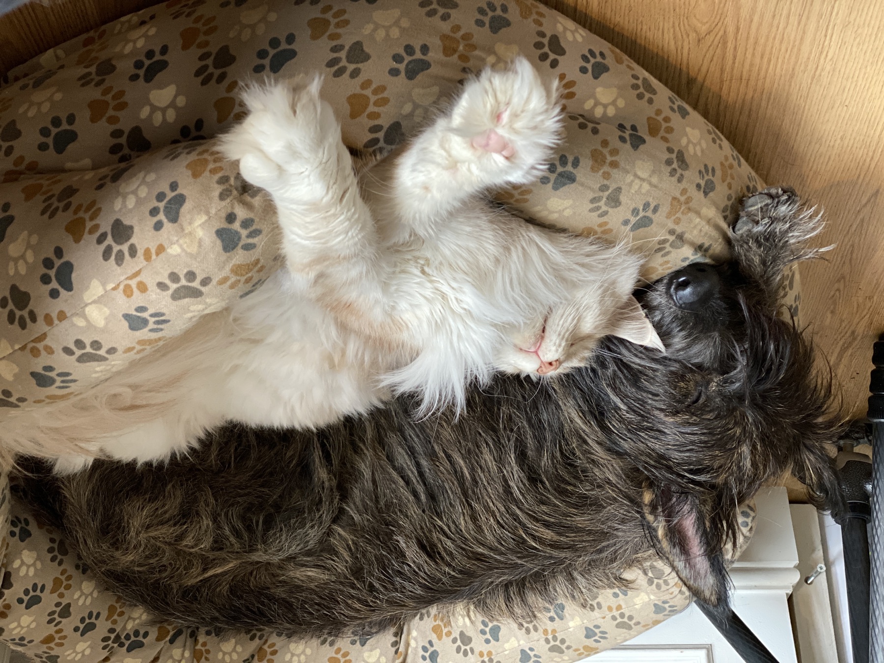 Taiko sleeping contentedly beside Lucca the Berger Picard